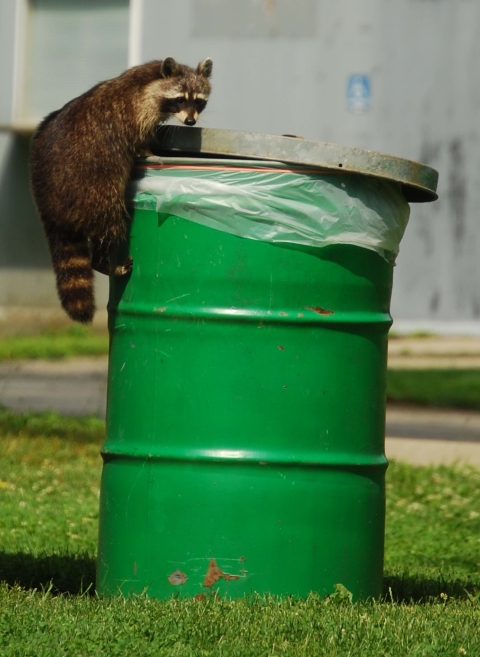 A raccoon pries open the lid to a green metal trash can.