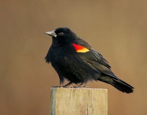 Black bird with red area on wings