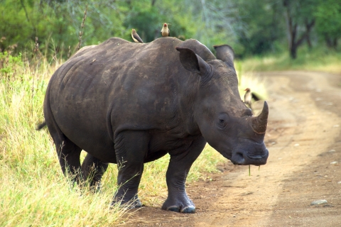 A southern white rhinoceros in South Africa’s Hluhluwe-iMfolozi Park. 