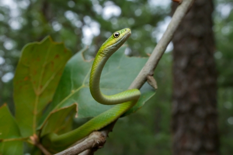 a green snake on a tree branch with head raised upward