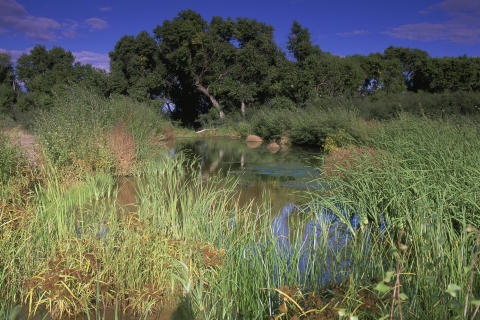 a wetland surrounded by grasses and trees