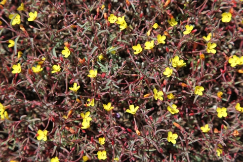 A group of small flowers with red stems