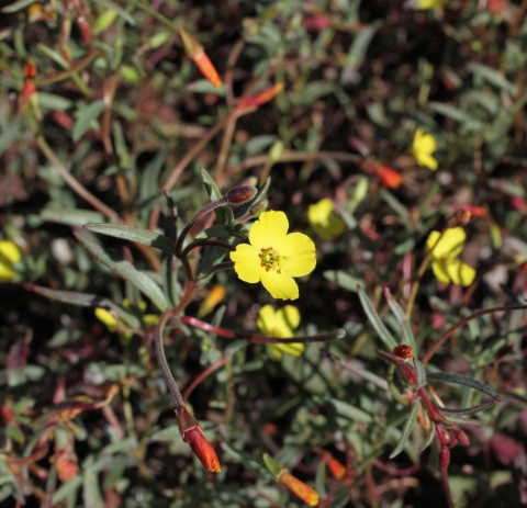 A plant with yellow flowers and red buds