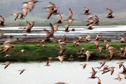 Photo of marbled godwits at the Humboldt Bay National Wildlife Refuge.