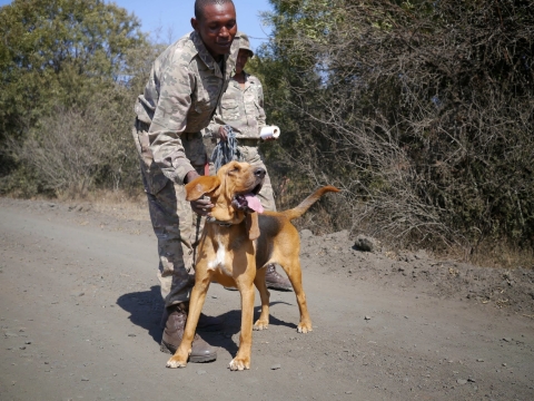 Sniffer Dog in the Field
