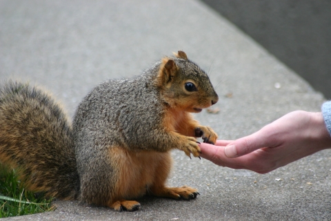 A squirrel sits in front of a human and places its front paws in the human's hand.