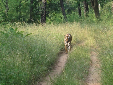 A tiger walks along a dirt road cutting through tall grasses