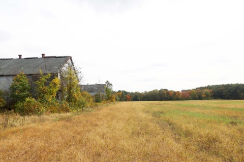 An open field has two historic tobacco barns along its edge. The large wood barns are slightly overgrown with brush and vines. 