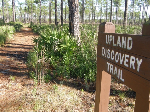 brown sign with white letters reading Upland Discovery Trail on the right with pine trees and palmetto bushes in the background