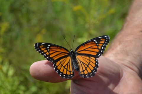 an orange butterfly with black edges and white spots rests on a person's thumb