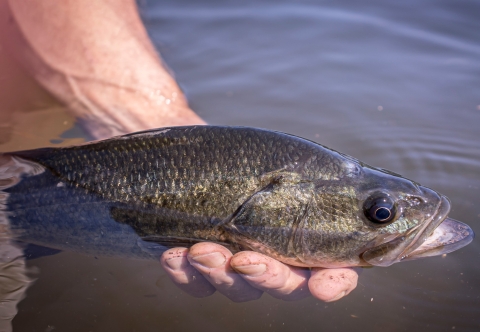 An adult largemouth bass being held partially submerged. 