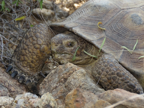 A closeup view of a Sonoran desert tortoise's face.