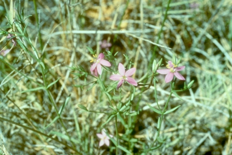 Three lavender flowers surrounded by green vegetation