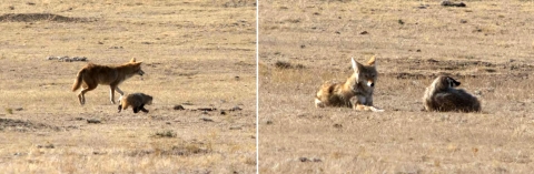 2 photos: left: coyote and badger trot through field; right: pair lie down