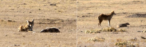 2 photos: left: coyote and badger lie down in field; right: Pair stare off-camera