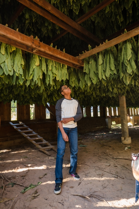 A boy stares up at the ceiling inside a historic tobacco barn. The barn is still in use and long green tobacco leaves hang from wood beams across the inside of the barn. 