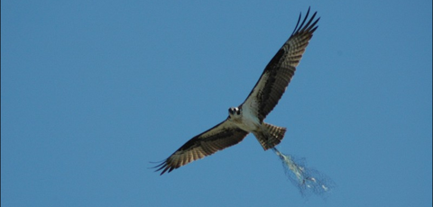An osprey with its feet caught in erosion control netting