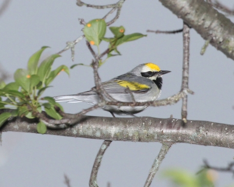 Small gray bird with yellow head and wing sits on a branch
