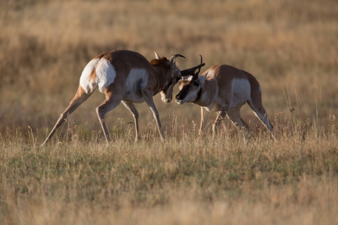 Pronghorn antelope fighting