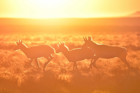 3 pronghorns drenched in sun run across field