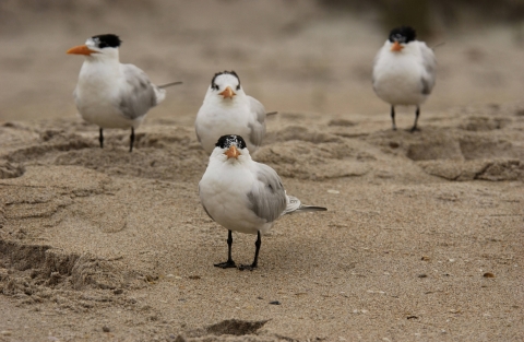 Four shorebirds on sandy beach. 