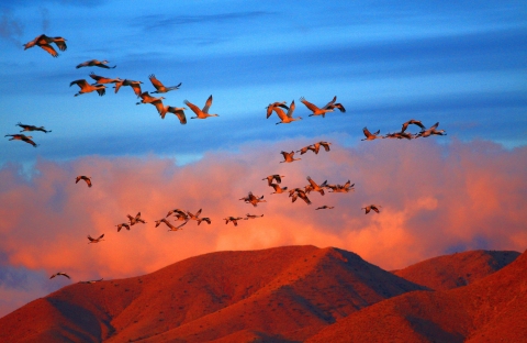 A flock of large-winged birds fly over red mountains under a blue sky.