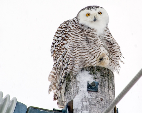 snowy owl on pole with feathers puffed out