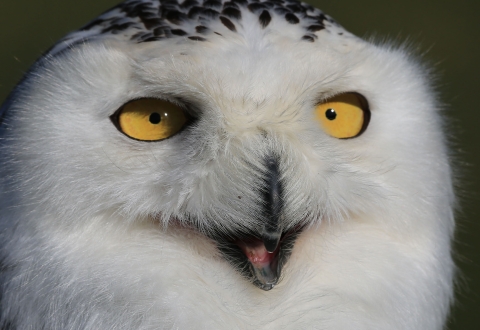 face of a snowy owl with beak open