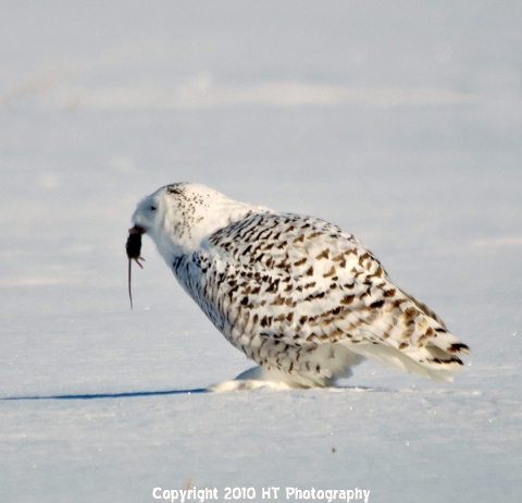 snowy owl in snow-covered field with rodent in mouth