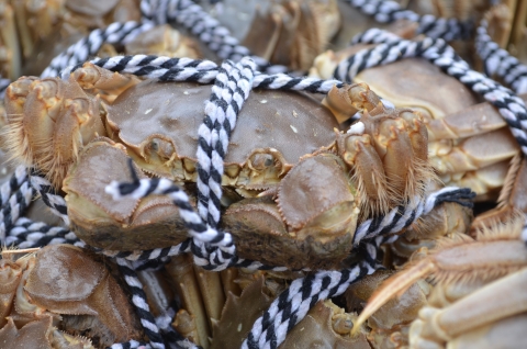 bunch of mitten crabs tied up