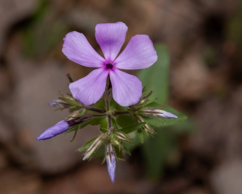 A woodland phlox with one flower blooming pink. 