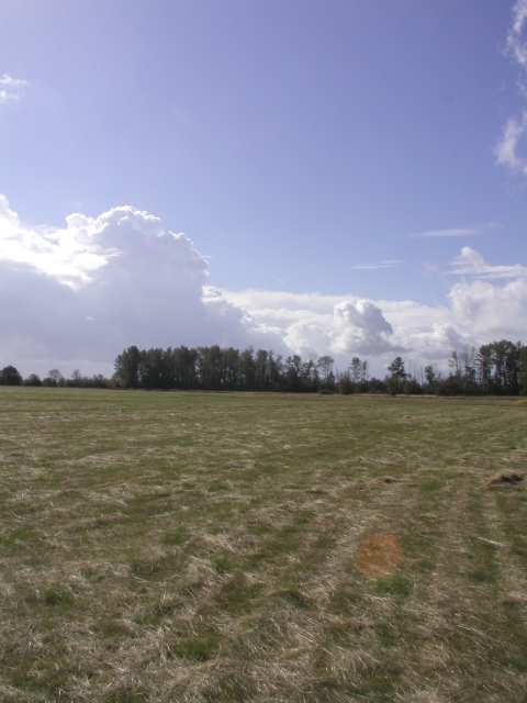 View of a grass seed field at Ankeny National Wildlife Refuge with blue skies and clouds overhead.