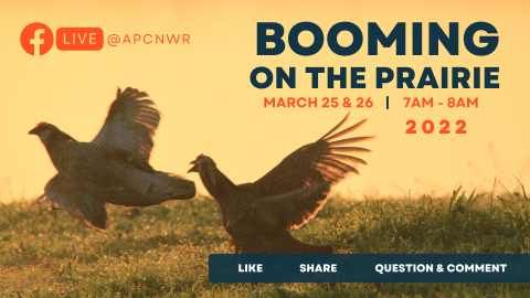 Facebook Live at APCNWR. Booming on the Prairie. March 25th and 26th. 7 AM to 8 AM, 2022. Like, share, question, and comment. Image of two prairie chickens fighting over territory in dewy grass at sunrise.