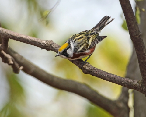 Chestnut-sided Warbler on spring migration