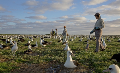 Volunteers conduct an albatross census at Midway Atoll NWR