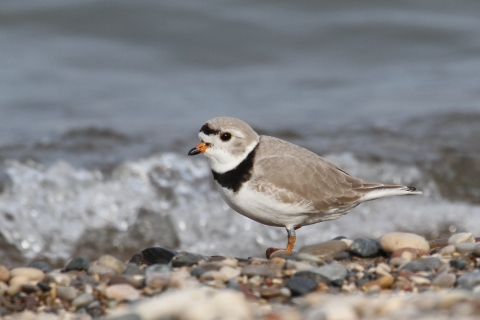 Picture of a male Piping Plover on the shore of Lake Michigan