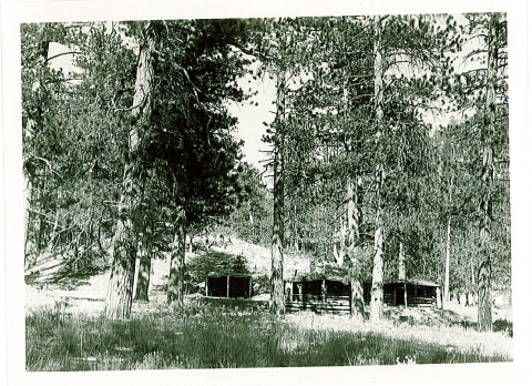 Historic black and white photo of three cabins surrounded by large pine trees