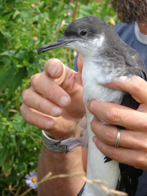 Manx shearwater