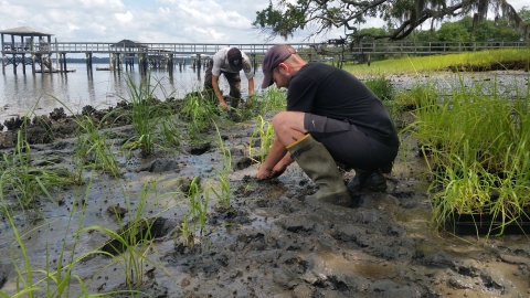 Two people squatting in the mud of the marsh and planting small sprouts of marsh grass behind built oyster reefs 