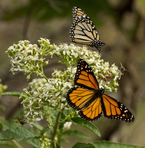 Two monarch butterflies on pale flowers