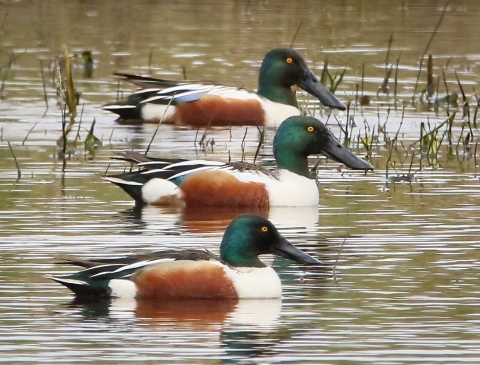 3 green-headed, white, brown and black ducks lined up on the water