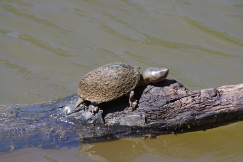 a turtle basks on a log