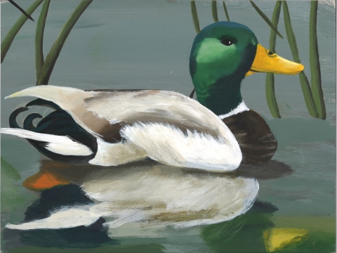 Painting of a mallard drake in water
