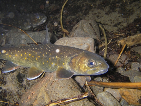 A brown and tan fish in water.