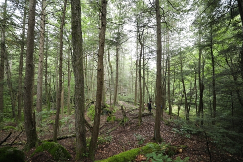 A deep, dark forest covers the hillside. Evergreen trees provide shade to moss-covered logs on the forest floor. 