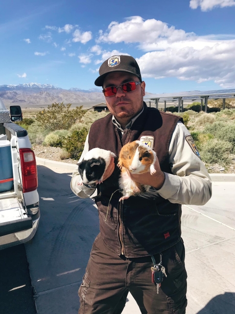 A ranger holding two guinea pigs that were released on a wildlife refuge illegally
