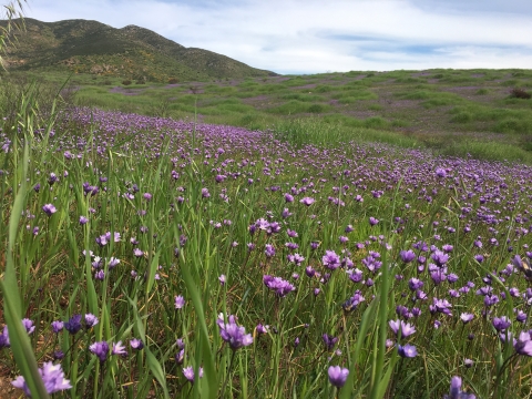 A hill is covered in purple flowers. 