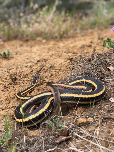 An Alameda whipsnake curled up on the dirt facing away from the camera. It has a blue tagging mark painted on its neck.