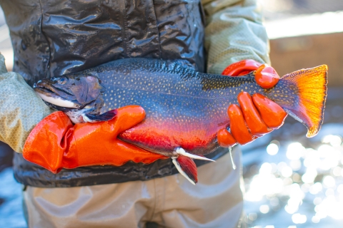 Adult Brook trout