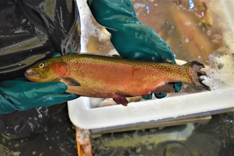 Adult Rainbow trout